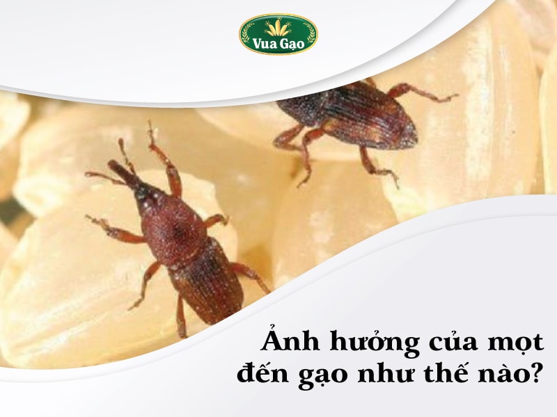 Gao_bi_mot_phai_lam_sao