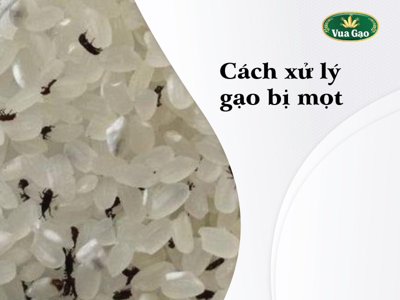 Gao_bi_mot_phai_lam_sao