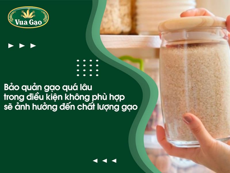 gao_de_duoc_bao_lau