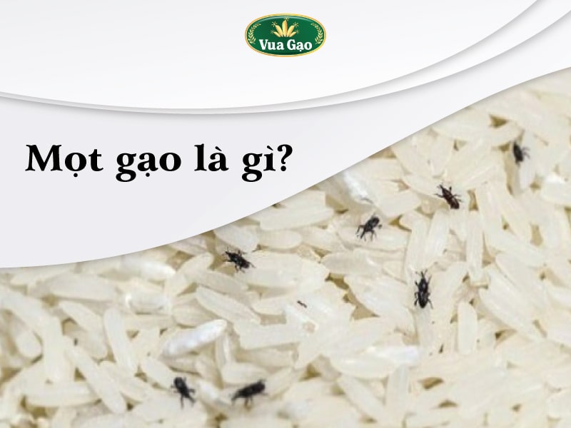 Gao_bi_mot_phai_lam_sao