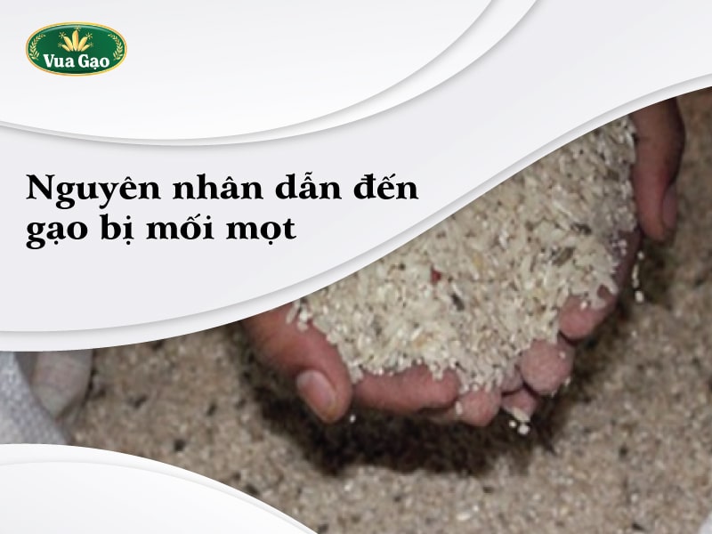 Gao_bi_mot_phai_lam_sao