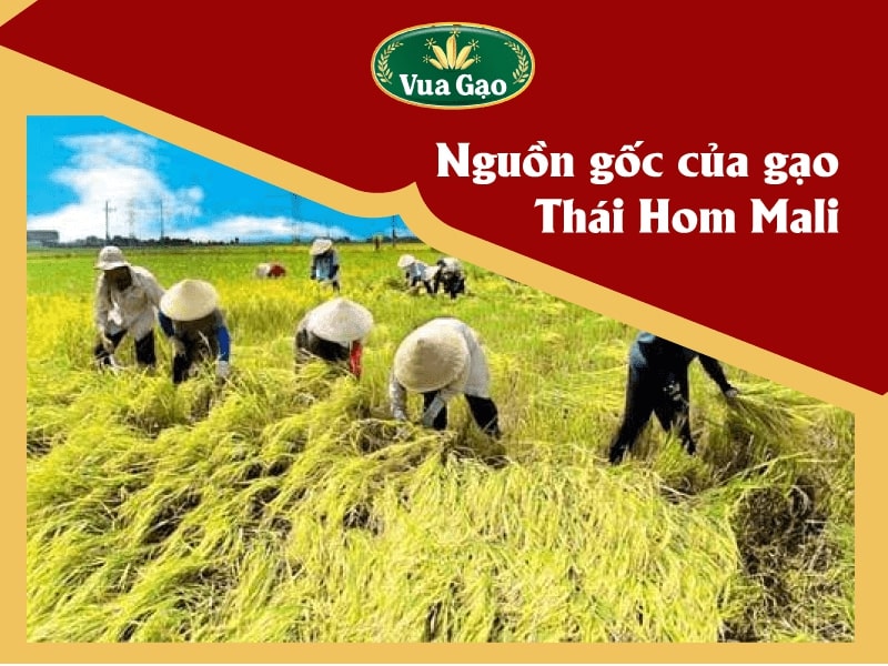 Gao_thai_hom_mali