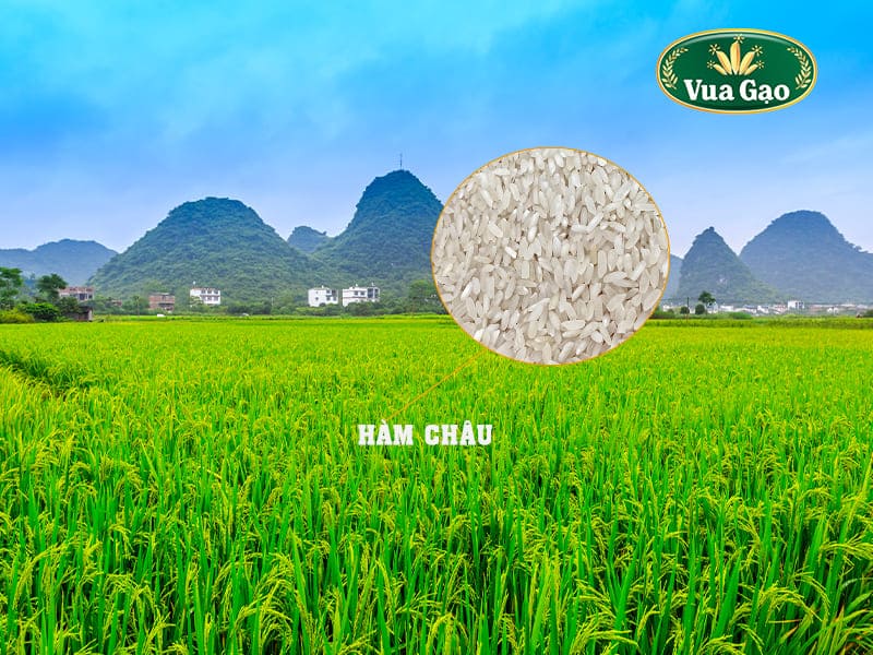GAO_HAM_CHAU
