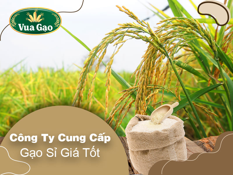 cong-ty-cung-cap-gao-si