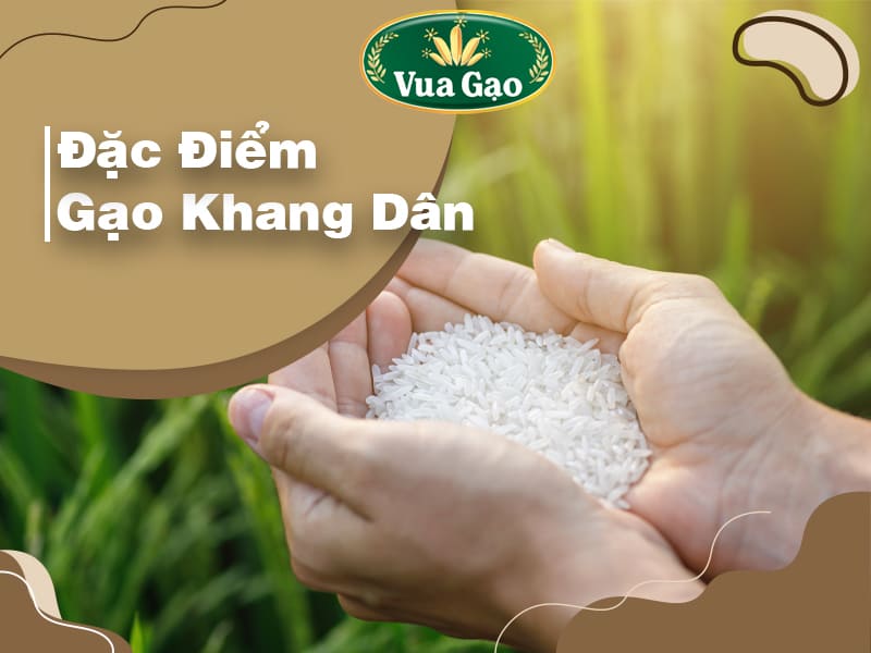 dac-tinh-gao-khang-dan