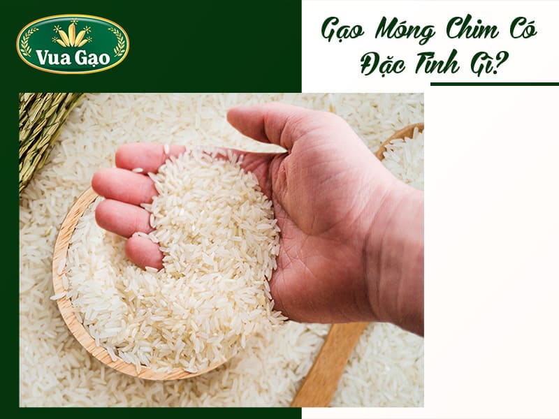 dac-tinh-gao-mong-chim