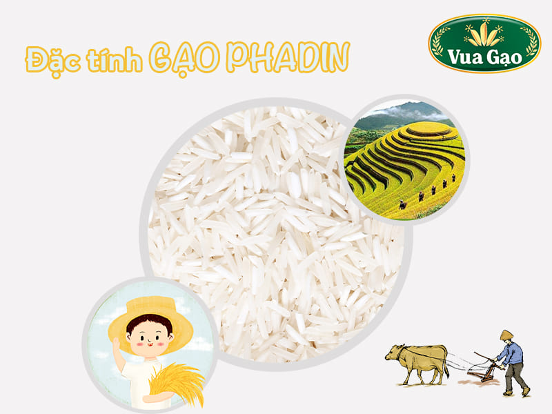dac-tinh-gao-phadin