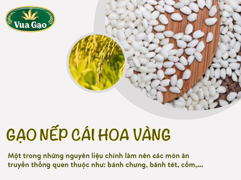 gao-nep-cai-hoa-vang