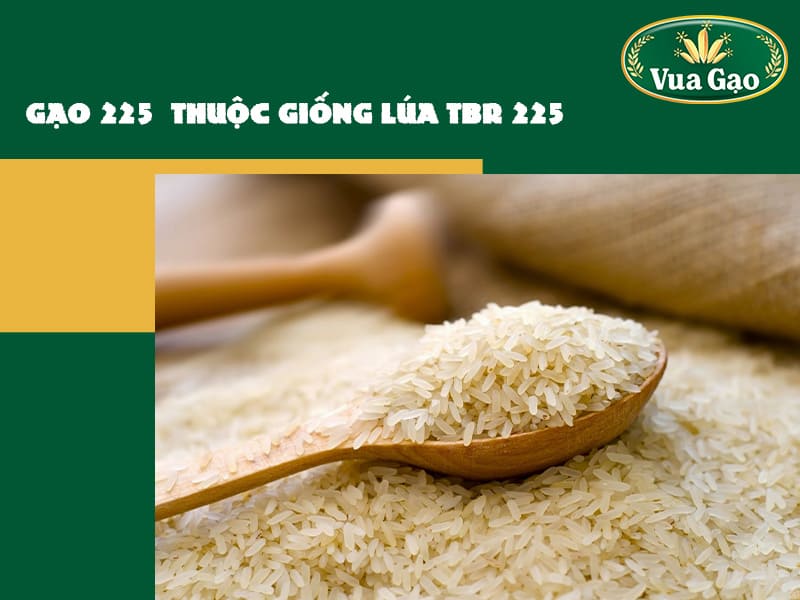 giong-lua-tbr225
