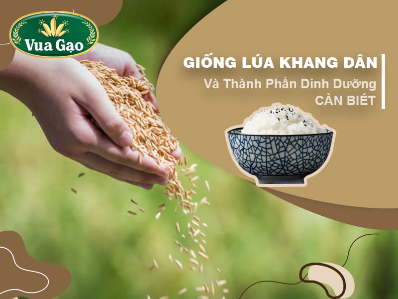 nguon-cung-cap-gao-khang-dan-san-xuat