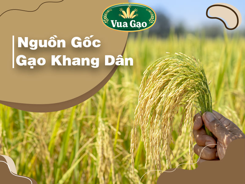 nguon-goc-gao-khang-dan