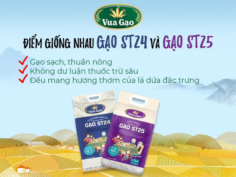 so-sanh-gao-st24-va-st25