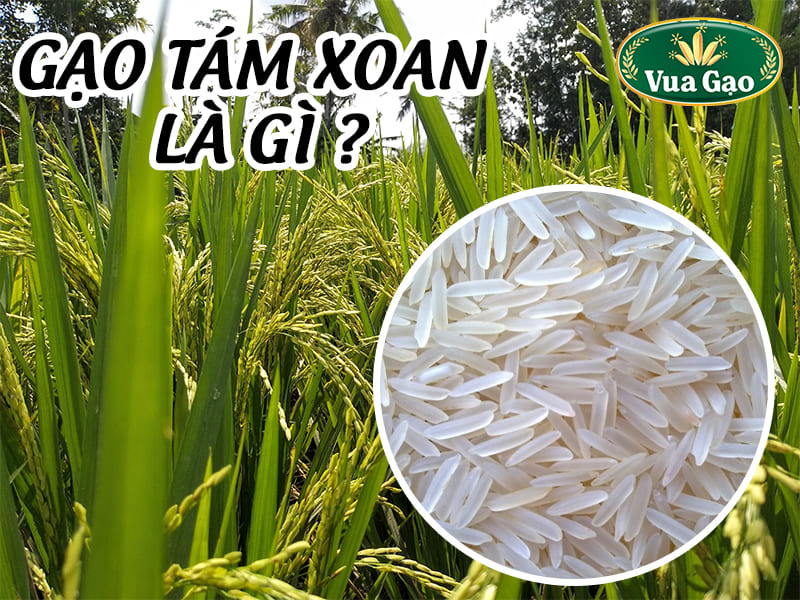 gao-tam-xoan
