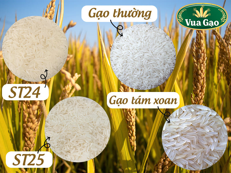 gao-tam-xoan-nam-dinh