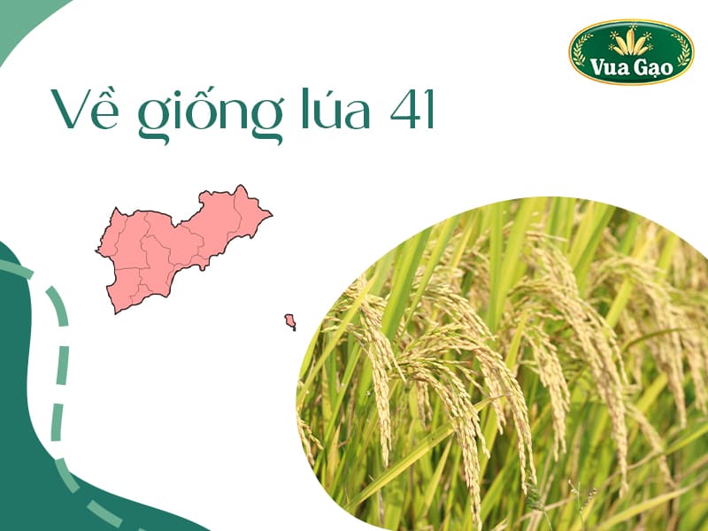 ve-giong-lua-41